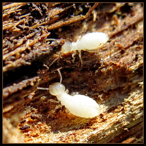 Photo of Zootermopsis angusticollis by May Kald